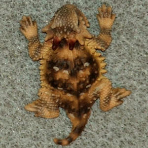 (image for) CaliforniaCoastal Horned Lizard Hand-Painted Scatter Pins