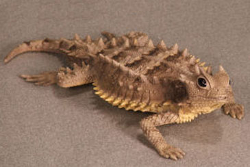 (image for) Asio Horned Lizard Hand-Painted Figurines
