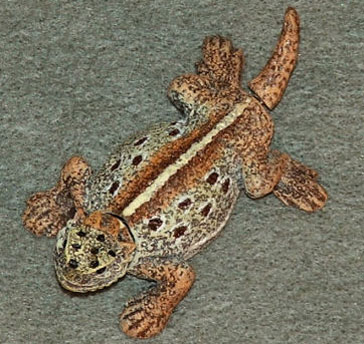 (image for) 2-inch Bobble Head Horned Lizard Molded Marble