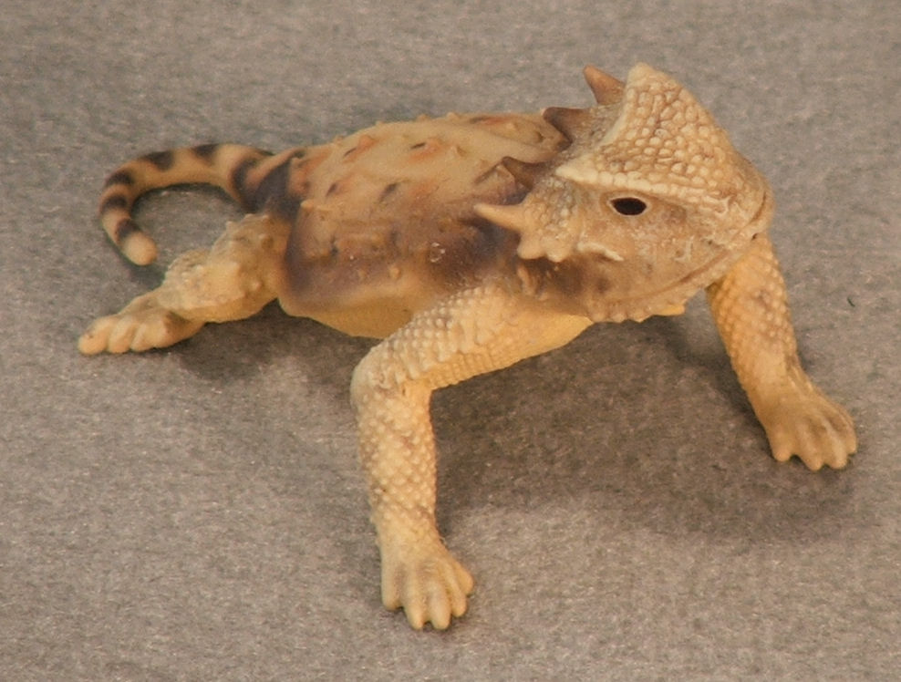 (image for) Round Tailed Horned Lizard