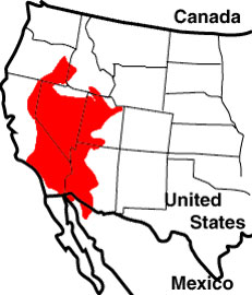 Desert Horned Lizard Map