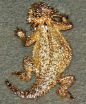 (image for) Flat-Tailed Horned Lizard Gold Plated Scatter Pins