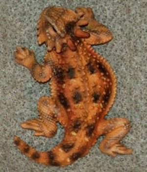 (image for) Flat-Tailed Horned Lizard Hand-Painted Scatter Pins