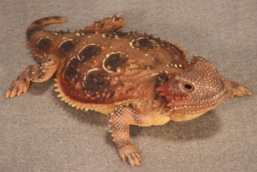 (image for) Short-Horned Lizard