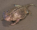 (image for) California Coastal Horned Lizard Nickel/Silver Plated Hood Ornaments